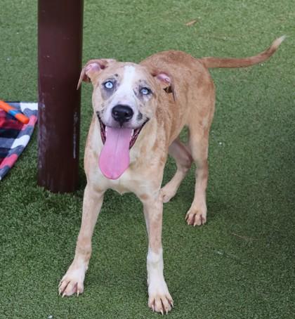 Enlarge Rosita, a Adopted Mixed Breed in Athens, GA image 3/3