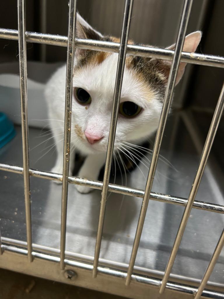 Sarah Jane, Adoptable, Young Female Domestic Short Hair.