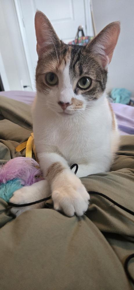 Sassafras, Adoptable, Young Female Domestic Short Hair.