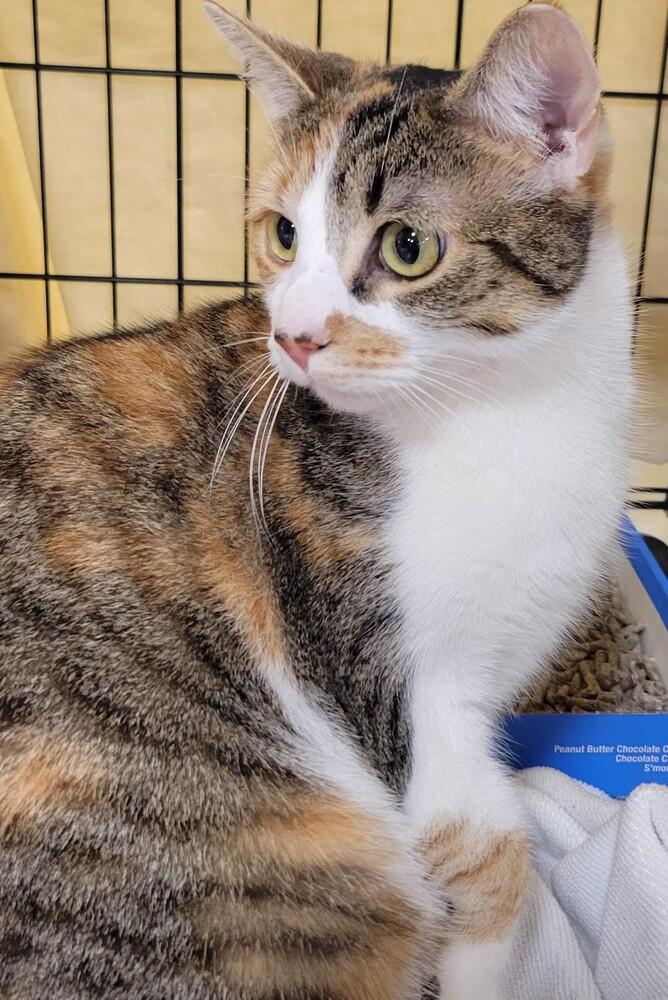 Sassafras, Adopted, Young Female Domestic Short Hair.