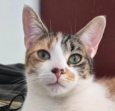 Sassafras, a Adoptable Domestic Short Hair in Greenbelt, MD image 3/5