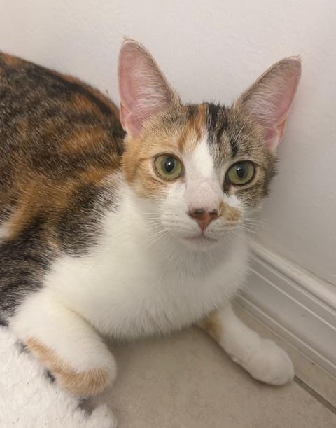 Sassafras, a Adoptable Domestic Short Hair in Greenbelt, MD image 4/5