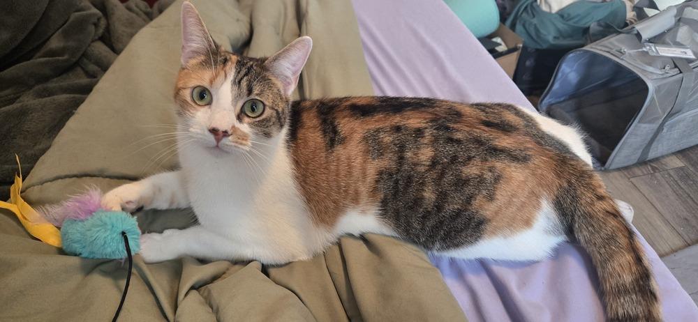 Sassafras, a Adoptable Domestic Short Hair in Greenbelt, MD image 5/5