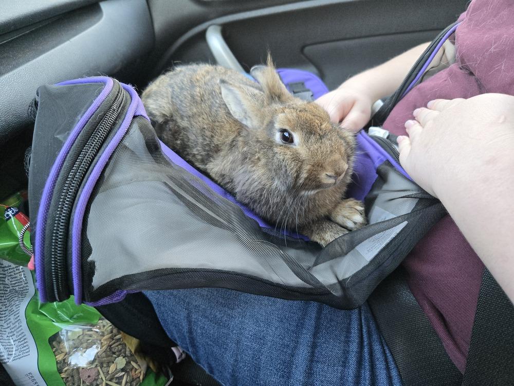 Honey, Adoptable, Adult Female Lionhead & American.