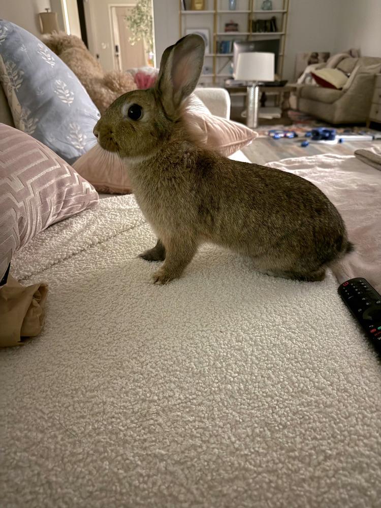 Enlarge Honey, a Adoptable mixed breed in Melbourne, FL image 2/6