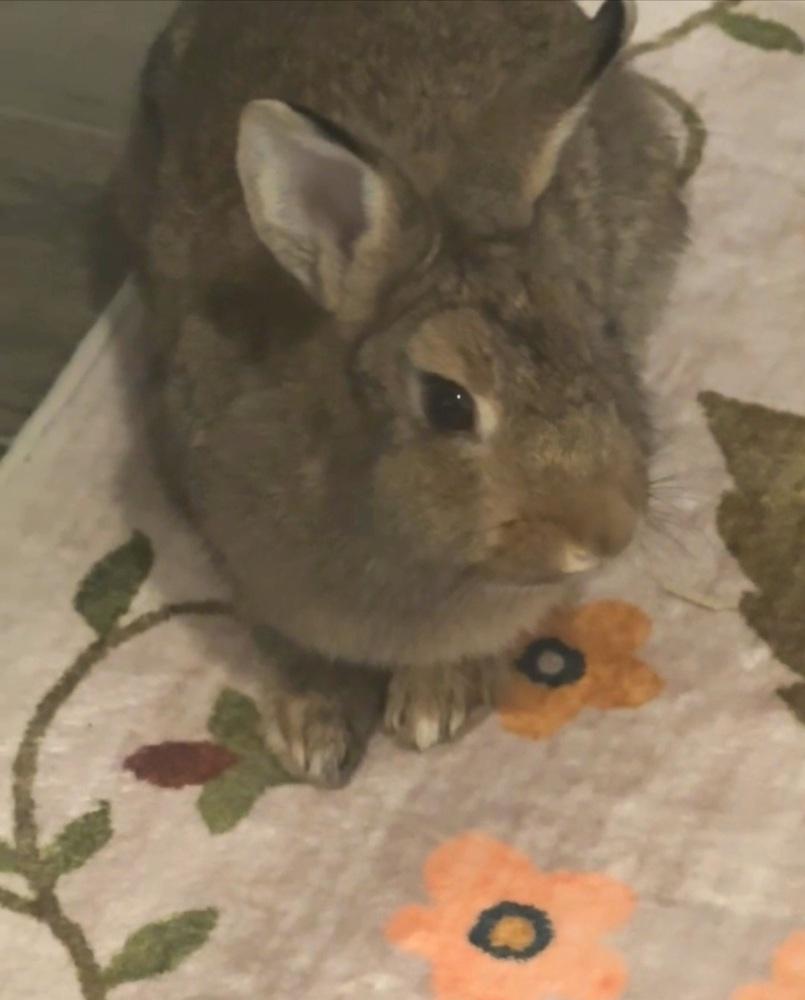 Enlarge Honey, a Adoptable mixed breed in Melbourne, FL image 3/6