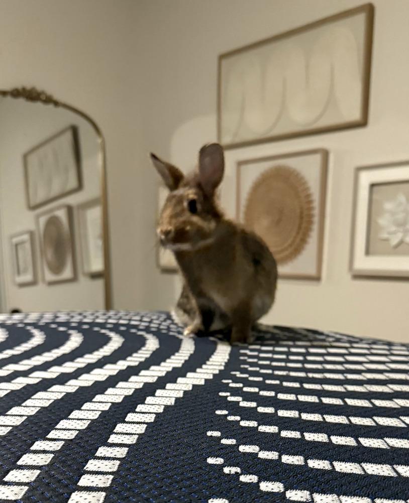 Enlarge Honey, a Adoptable mixed breed in Melbourne, FL image 4/6