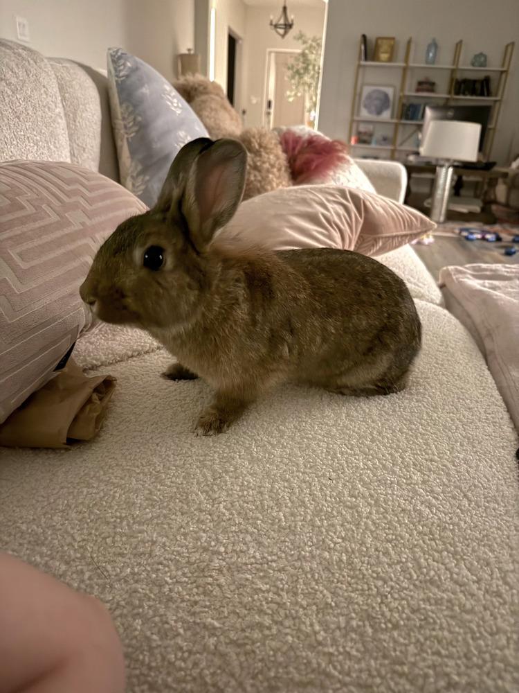 Enlarge Honey, a Adoptable mixed breed in Melbourne, FL image 5/6