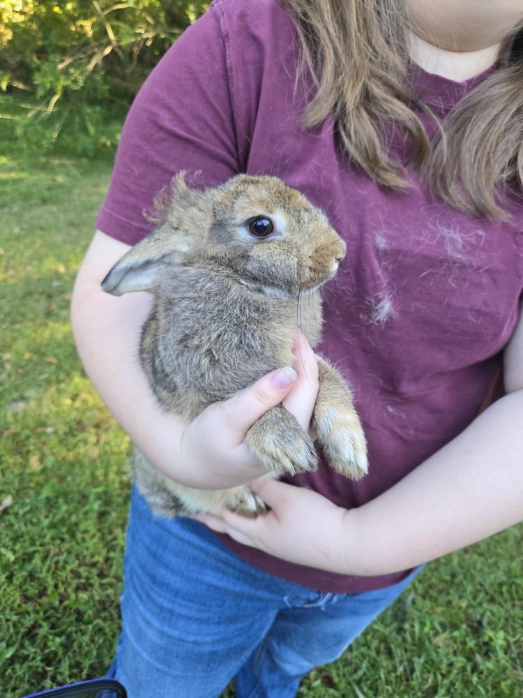 Enlarge Honey, a Adoptable mixed breed in Melbourne, FL image 6/6
