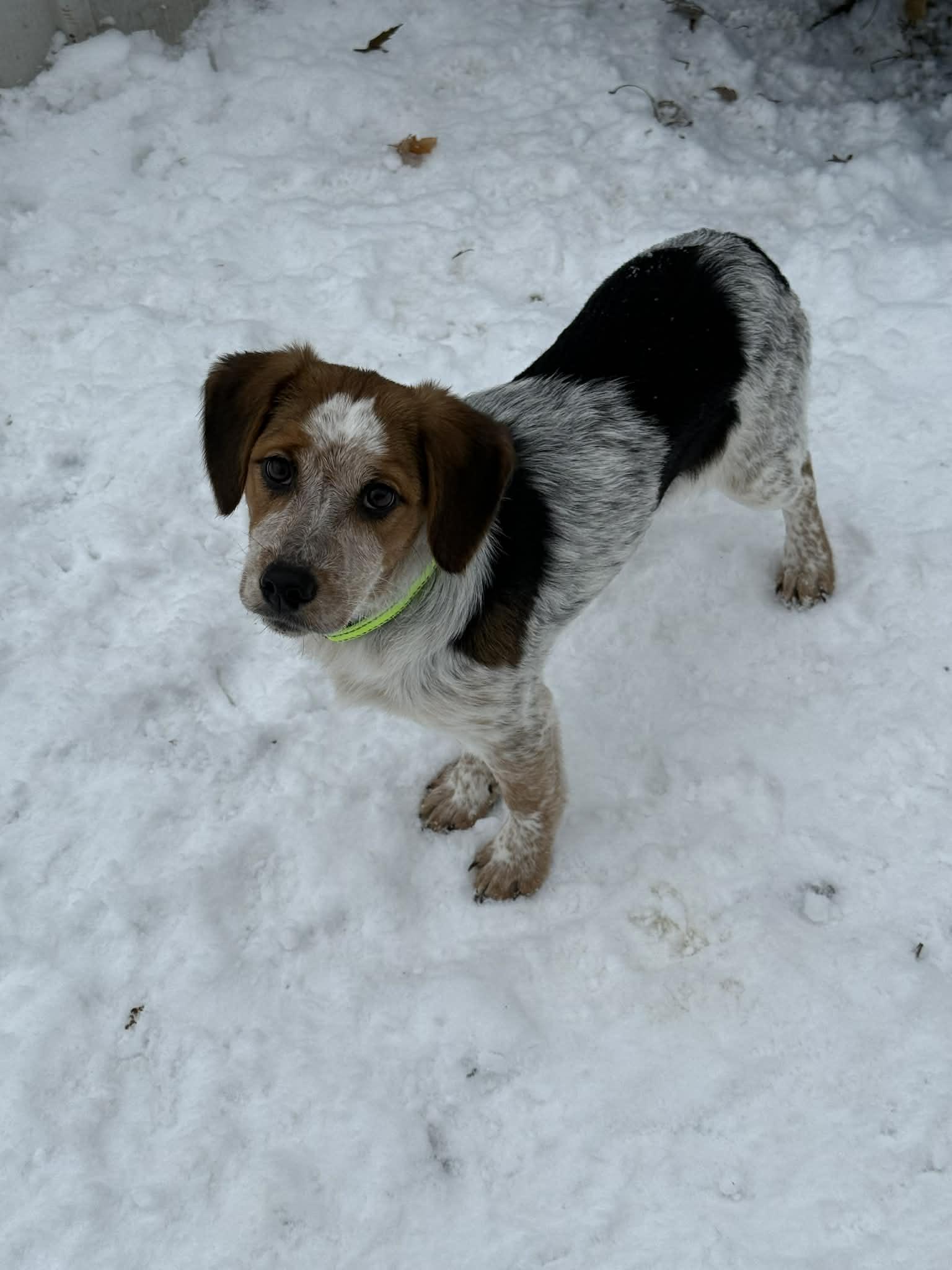 Enlarge Truffles , a ADOPTABLE mixed breed in North Freedom, WI image 2/6