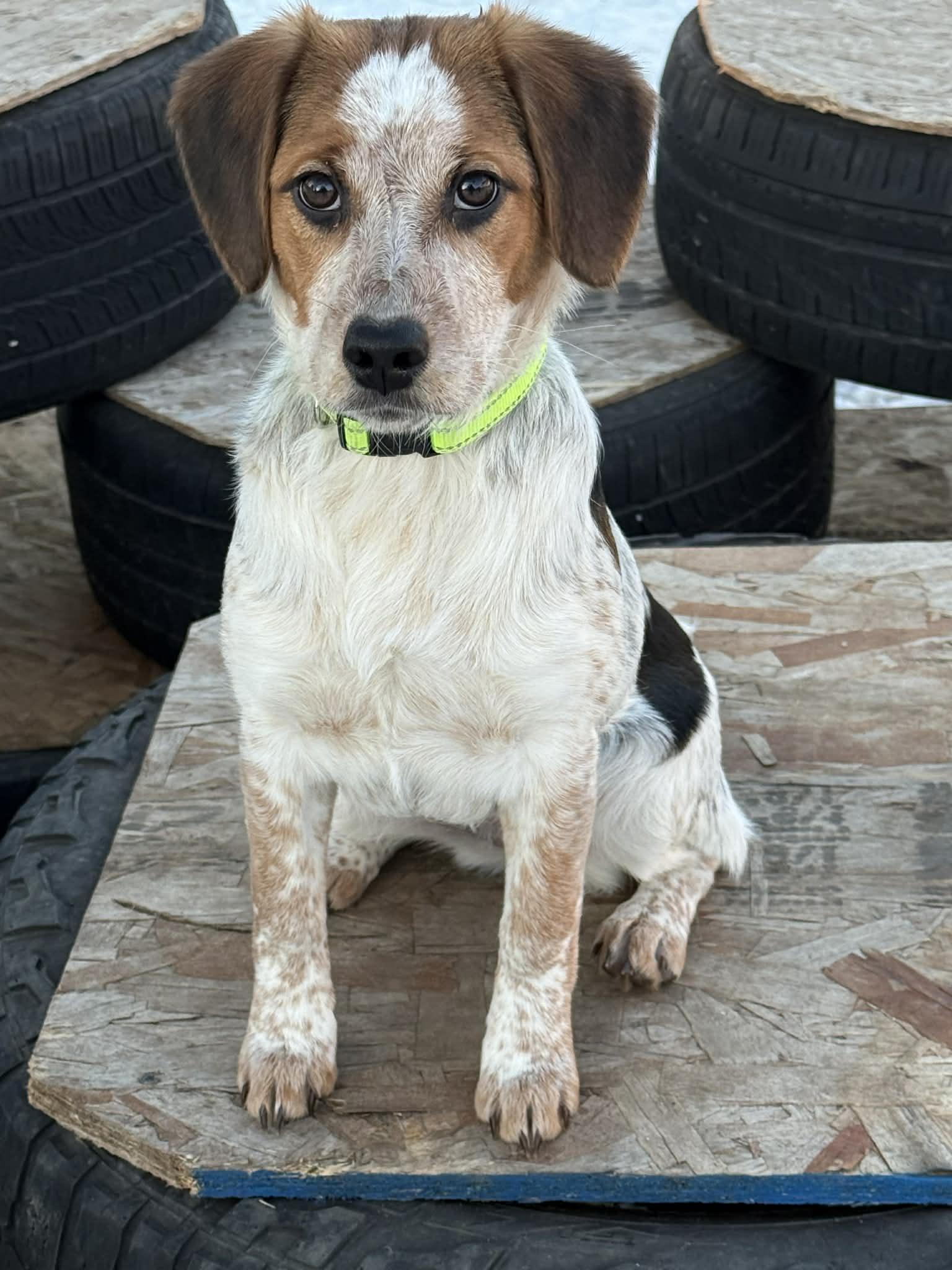 Truffles , ADOPTABLE, Puppy Female Beagle.