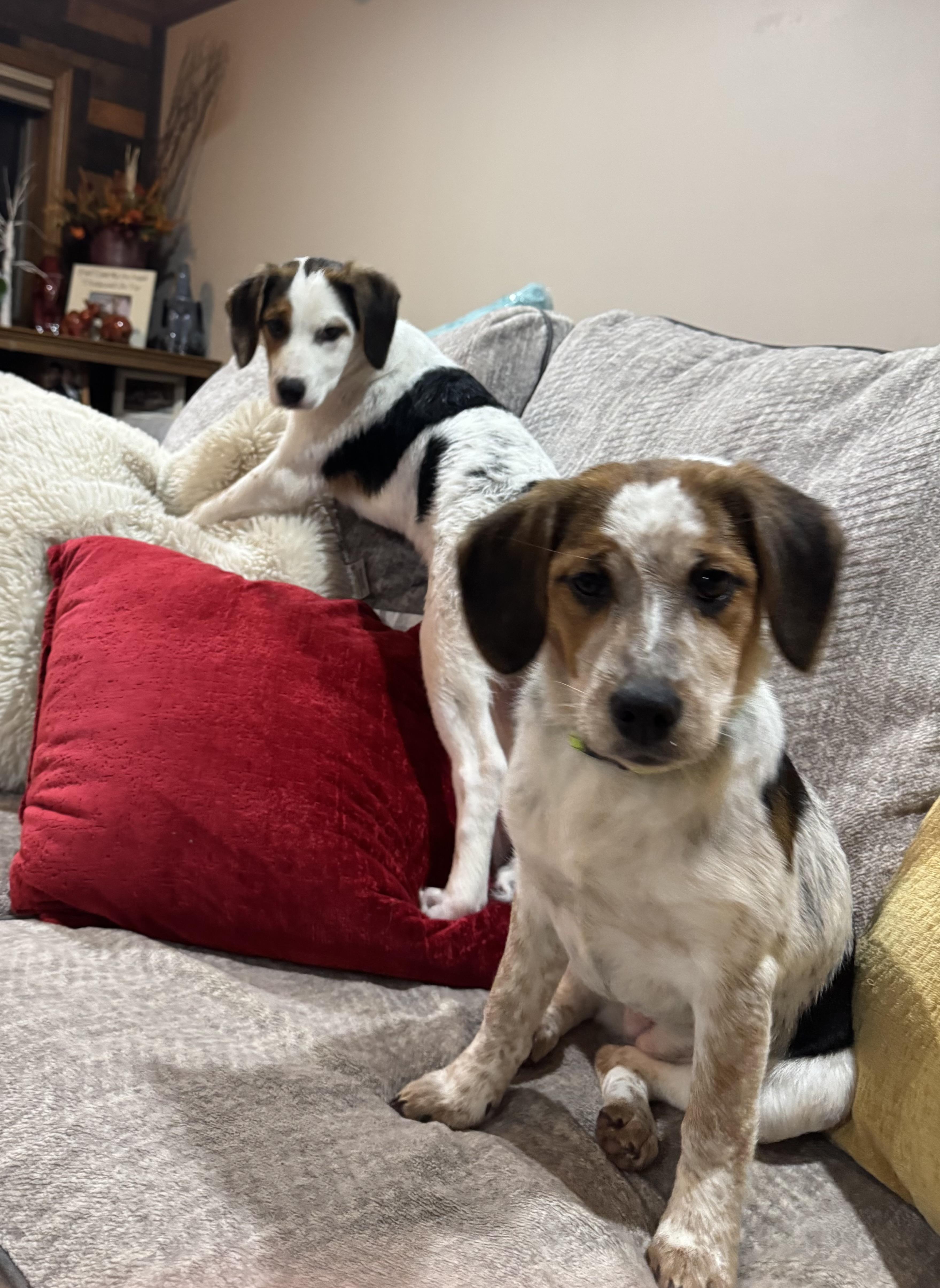 Enlarge Truffles , a ADOPTABLE mixed breed in North Freedom, WI image 3/6