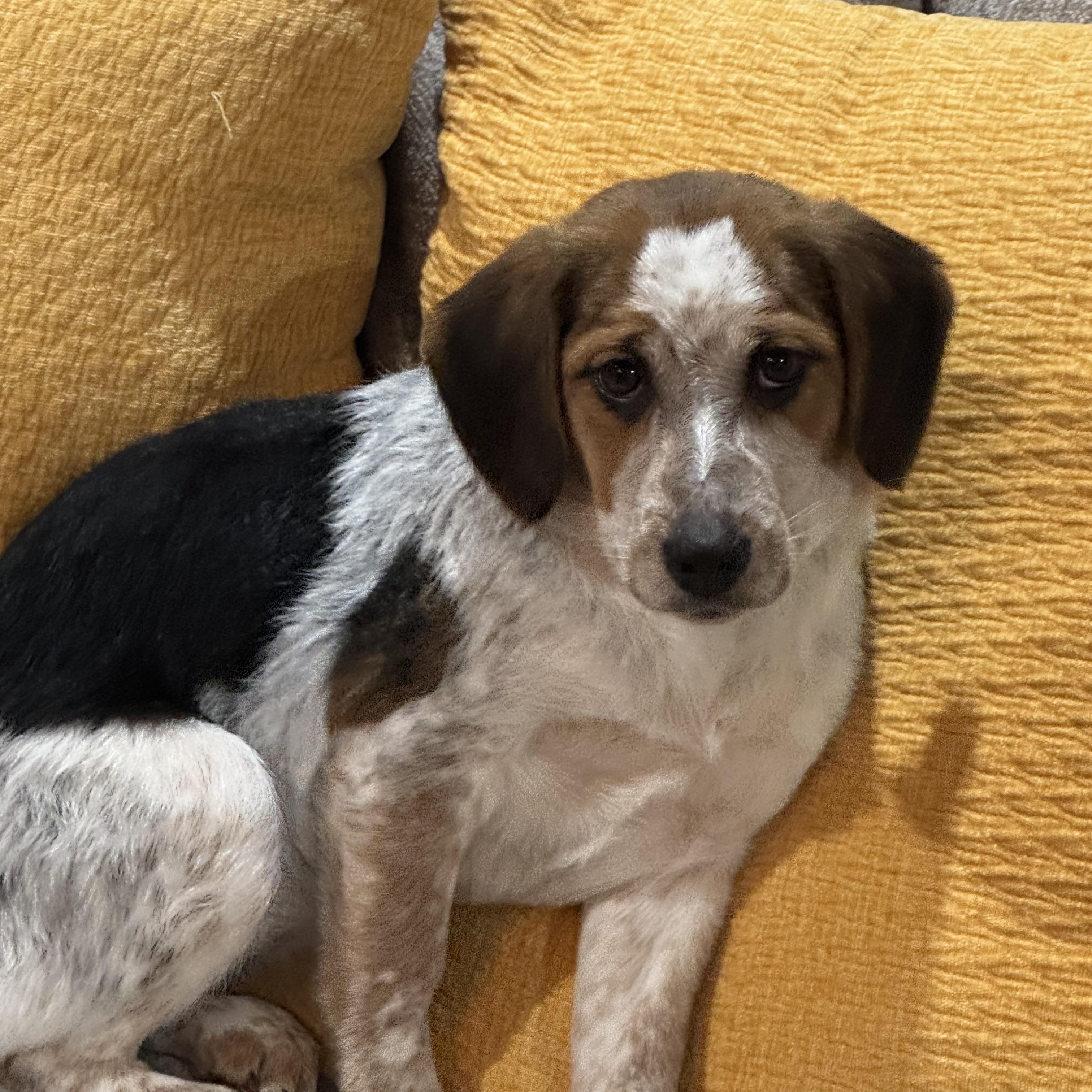 Enlarge Truffles , a ADOPTABLE mixed breed in North Freedom, WI image 4/6