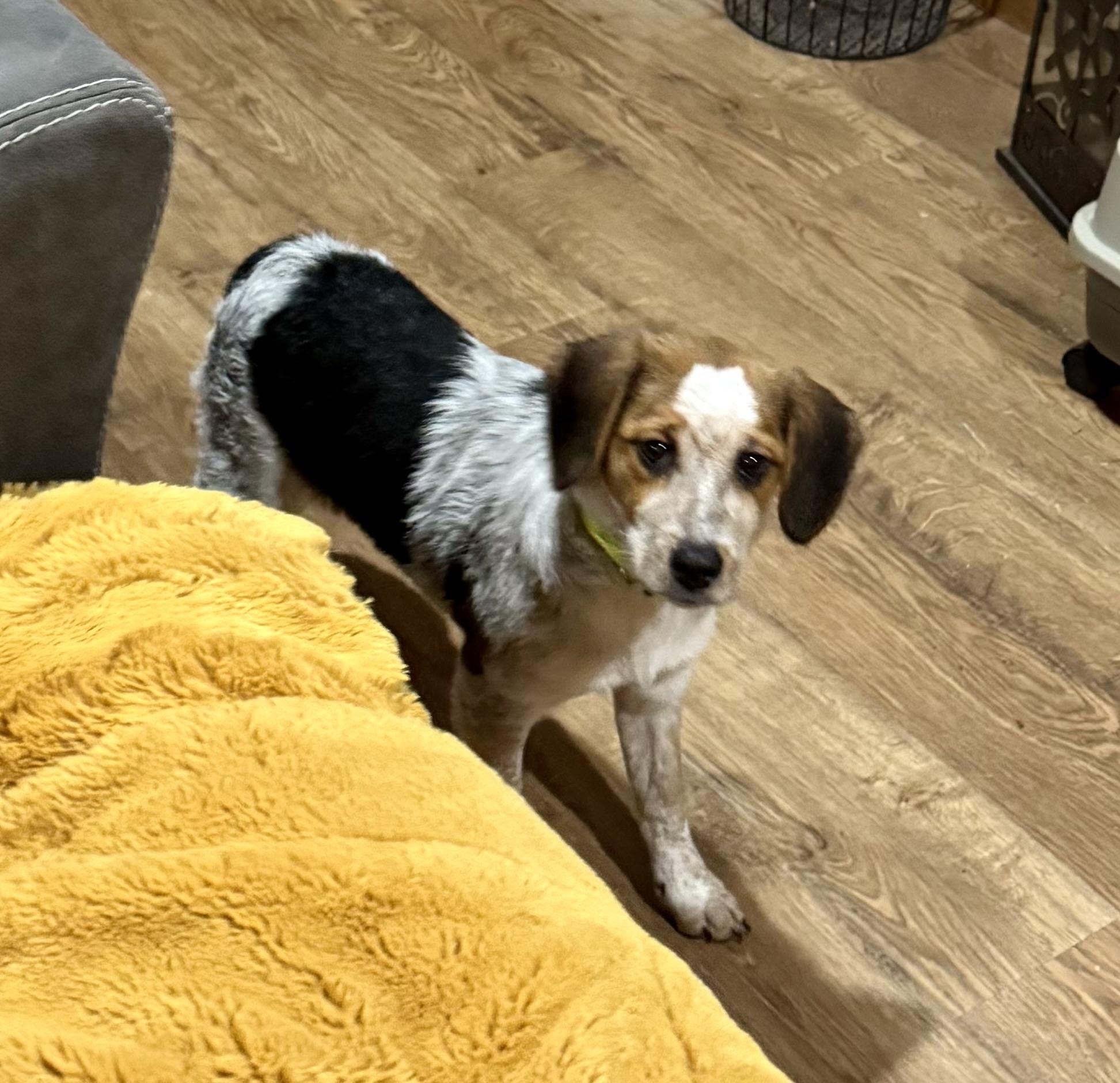 Enlarge Truffles , a ADOPTABLE mixed breed in North Freedom, WI image 5/6