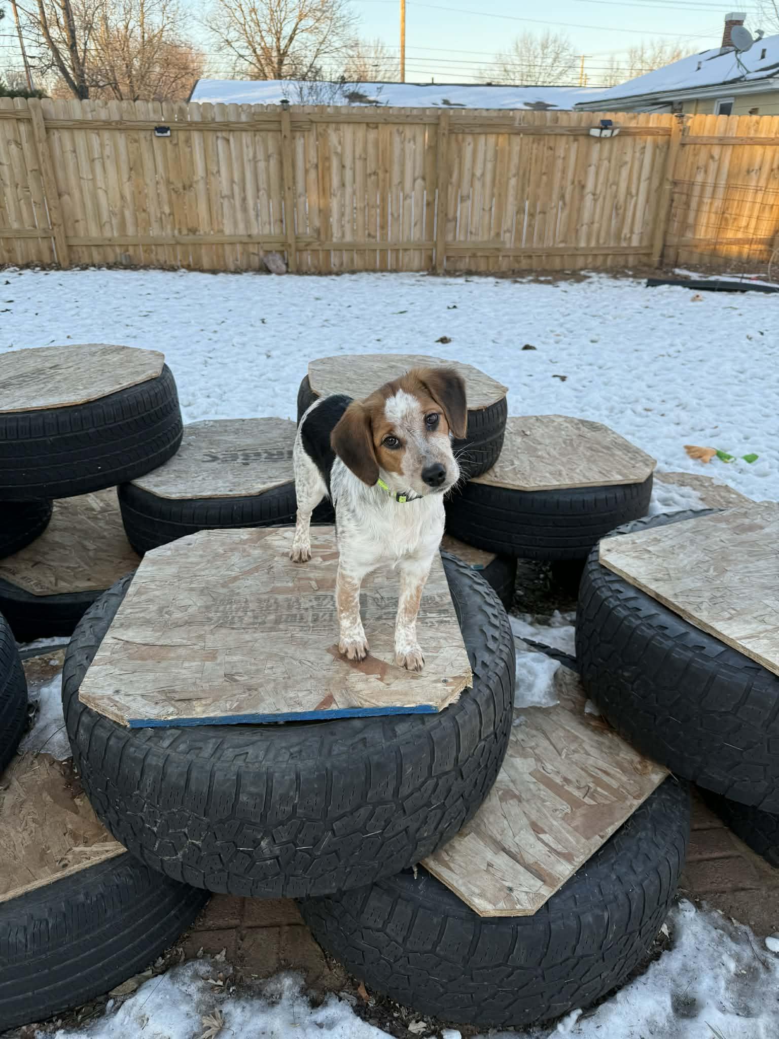 Enlarge Truffles , a ADOPTABLE mixed breed in North Freedom, WI image 6/6