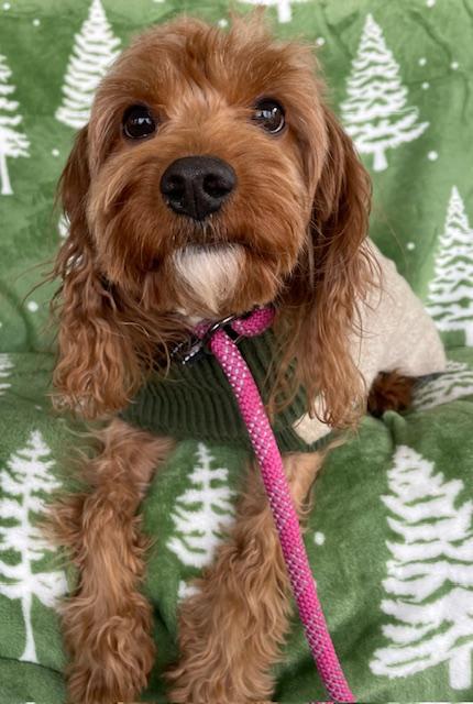 Enlarge Eric, an adopted Cockapoo in Memphis, TN image 2/4