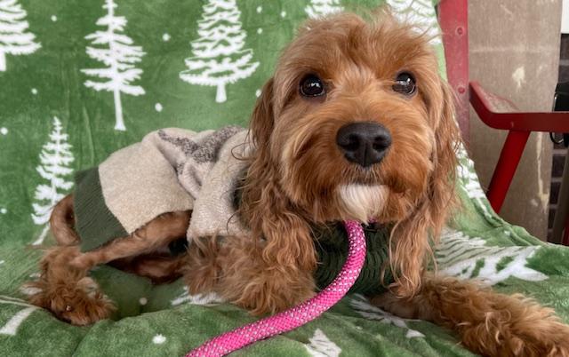 Eric, adopted, Adult Male Cockapoo.