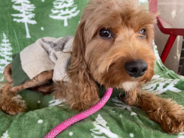 Enlarge Eric, an adopted Cockapoo in Memphis, TN image 4/4