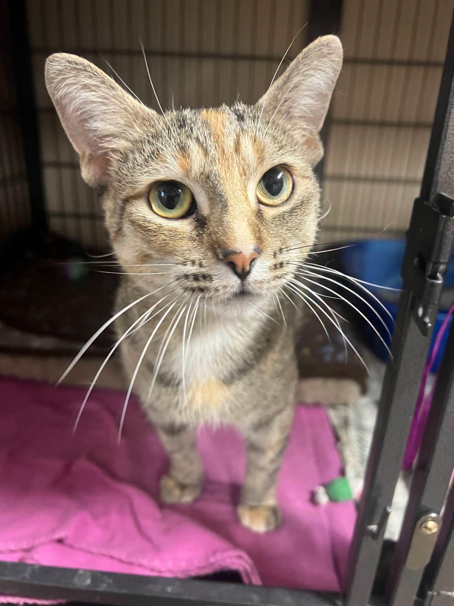 Enlarge Luke, a Adoptable Domestic Short Hair in Davenport, IA image 1/2