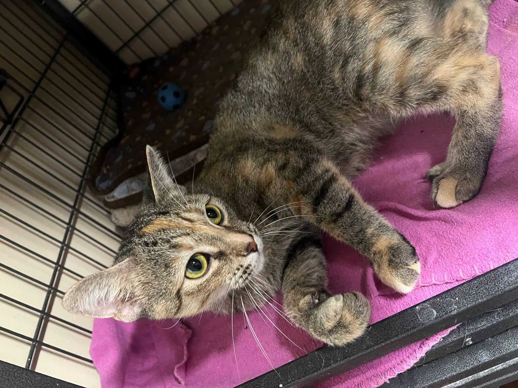 Enlarge Luke, a Adoptable Domestic Short Hair in Davenport, IA image 2/2
