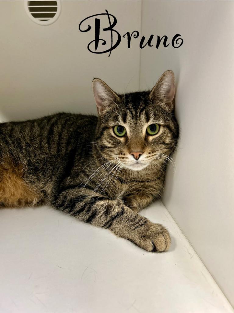 Enlarge Bruno, a Adoptable mixed breed in West Union, OH image 3/3