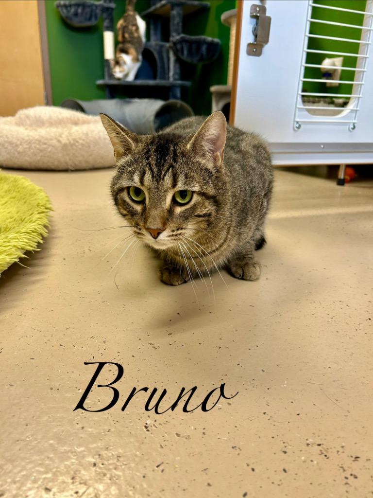 Enlarge Bruno, a Adoptable mixed breed in West Union, OH image 4/4