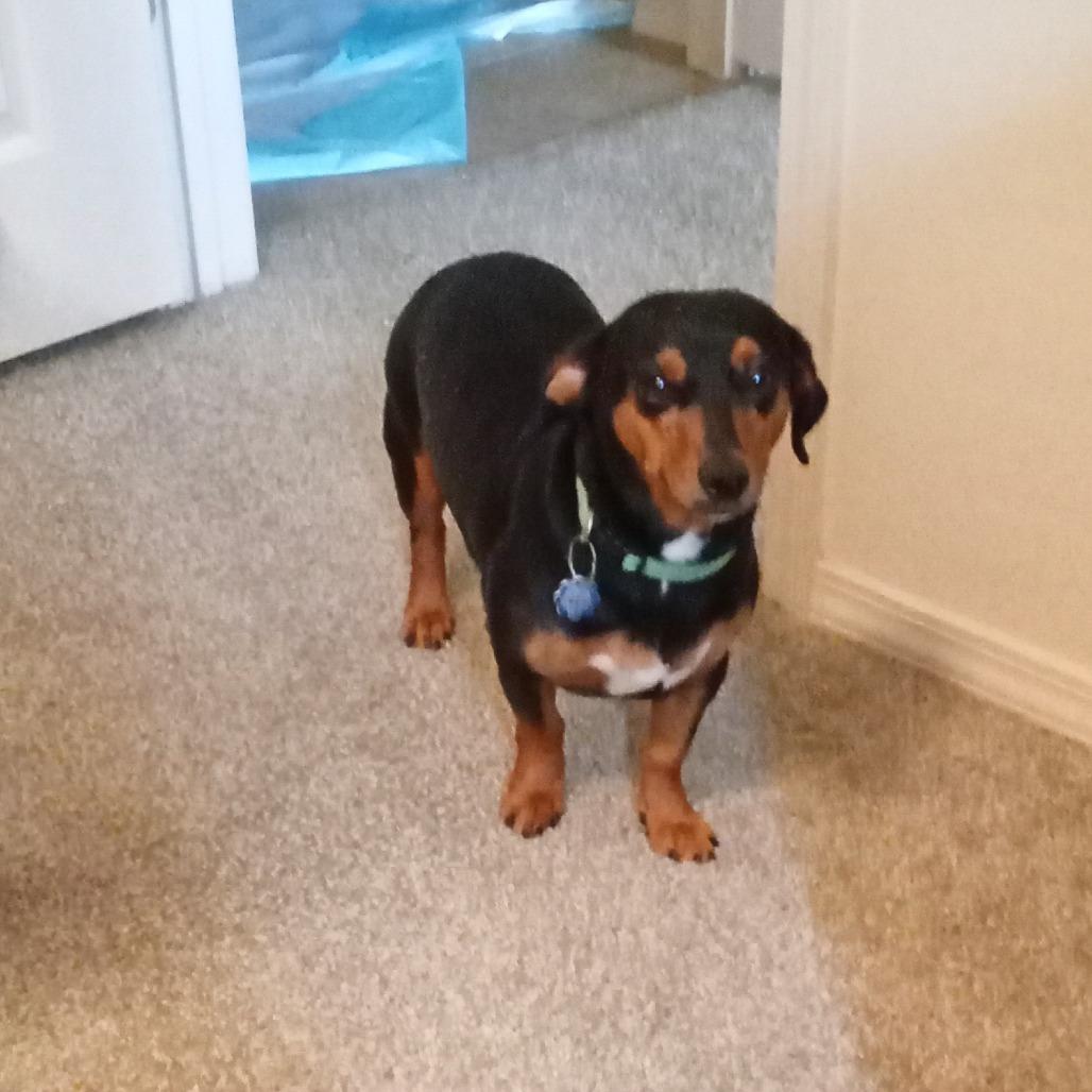 BJ - COURTESY, Adoptable, Adult Male Basset Hound & Dachshund.