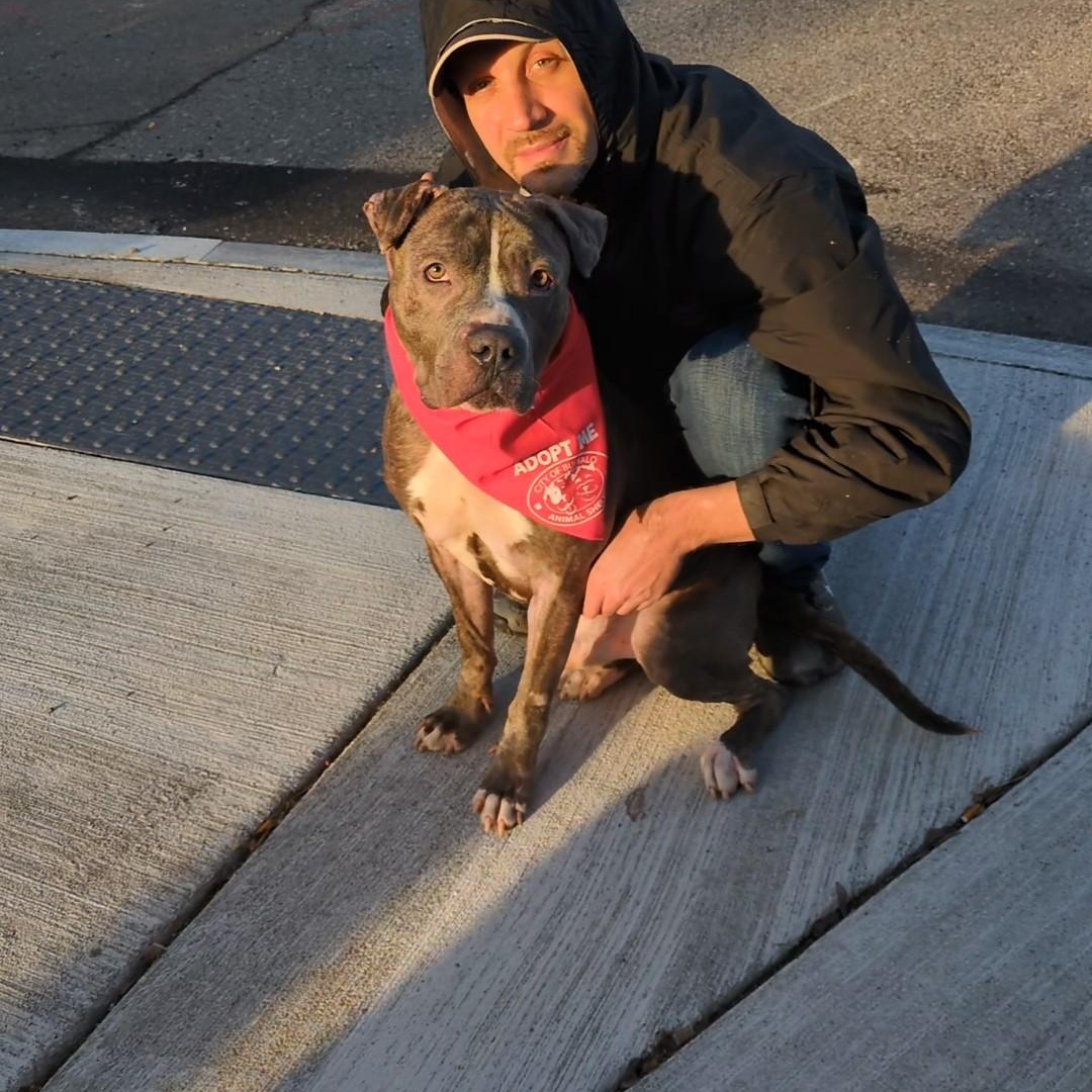 Enlarge Blarney, a ADOPTABLE mixed breed in Buffalo, NY image 2/6