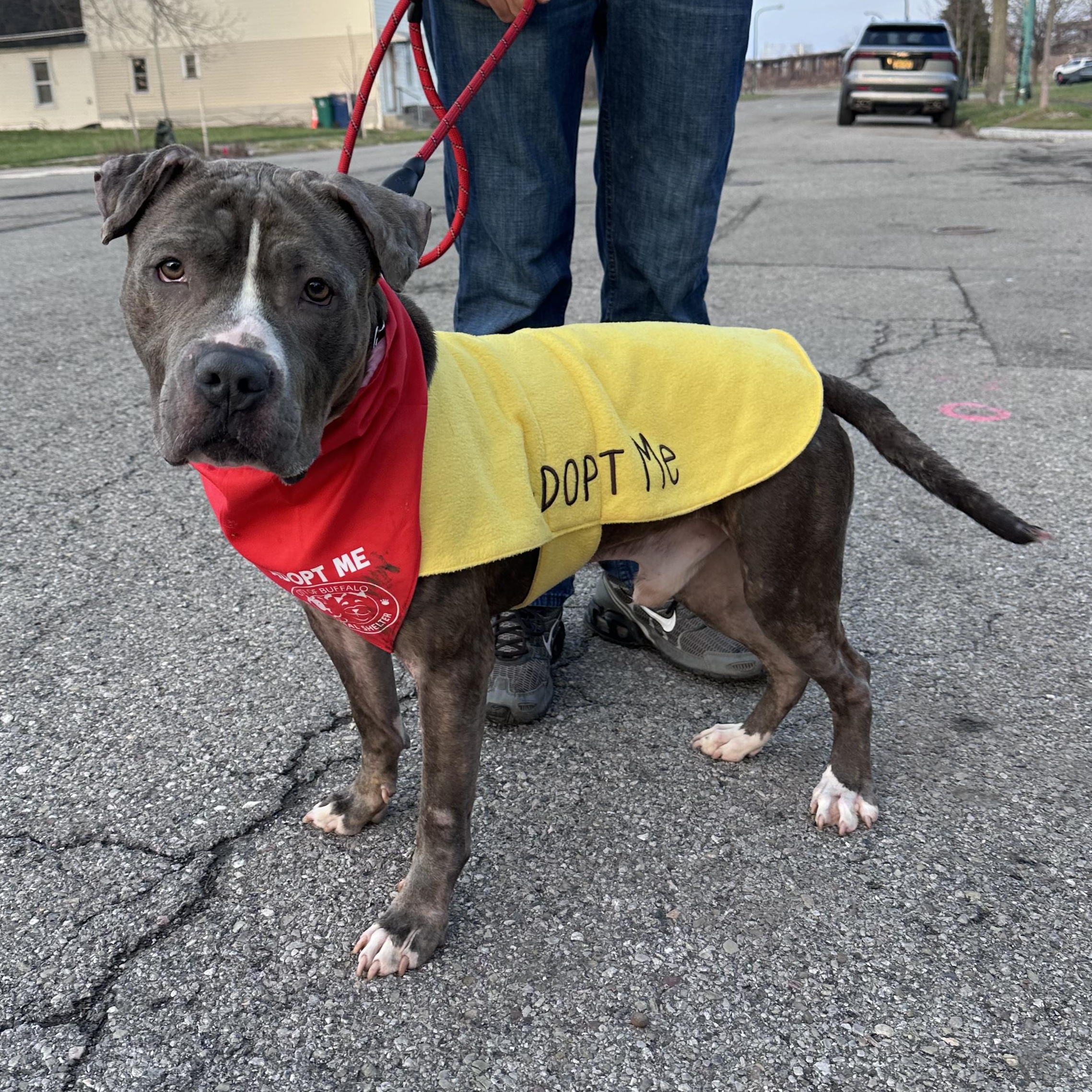 Enlarge Blarney, a ADOPTABLE mixed breed in Buffalo, NY image 1/6