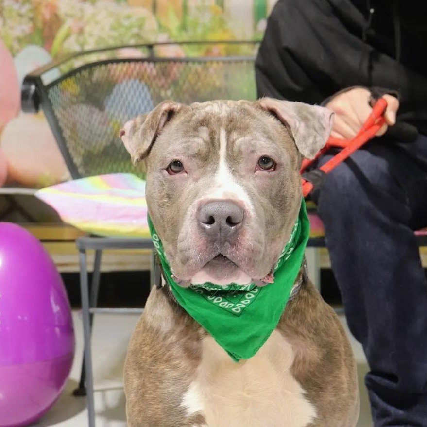 Enlarge Blarney, a ADOPTABLE mixed breed in Buffalo, NY image 6/6