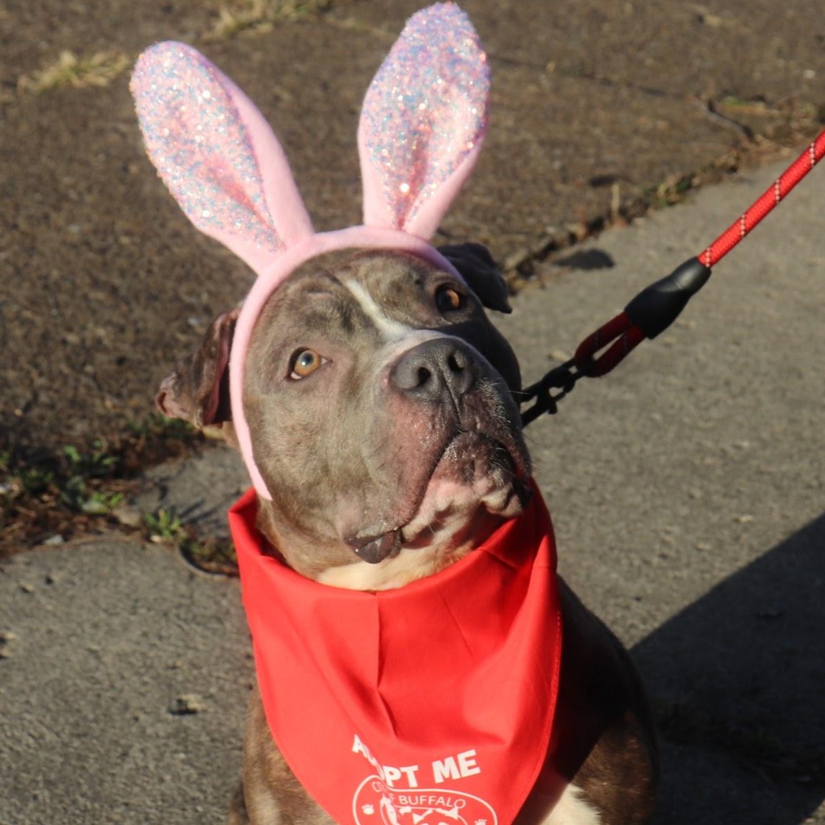 Enlarge Blarney, a ADOPTABLE mixed breed in Buffalo, NY image 3/6