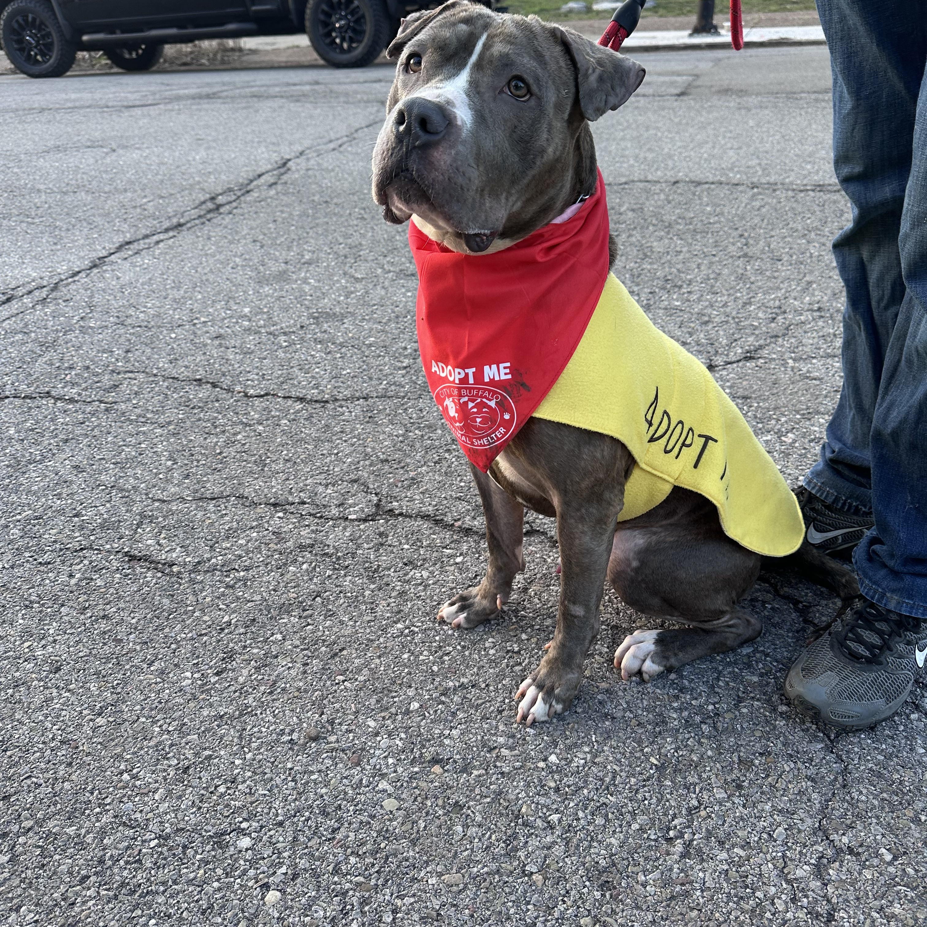 Enlarge Blarney, a ADOPTABLE mixed breed in Buffalo, NY image 5/6