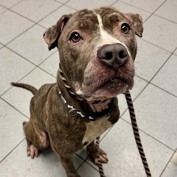 Blarney — thumbnail 3