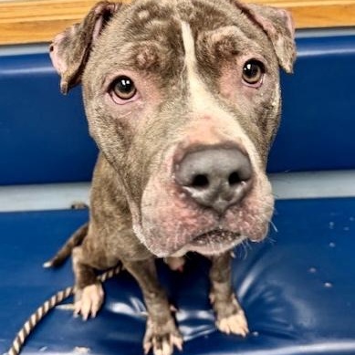 Blarney — thumbnail 4