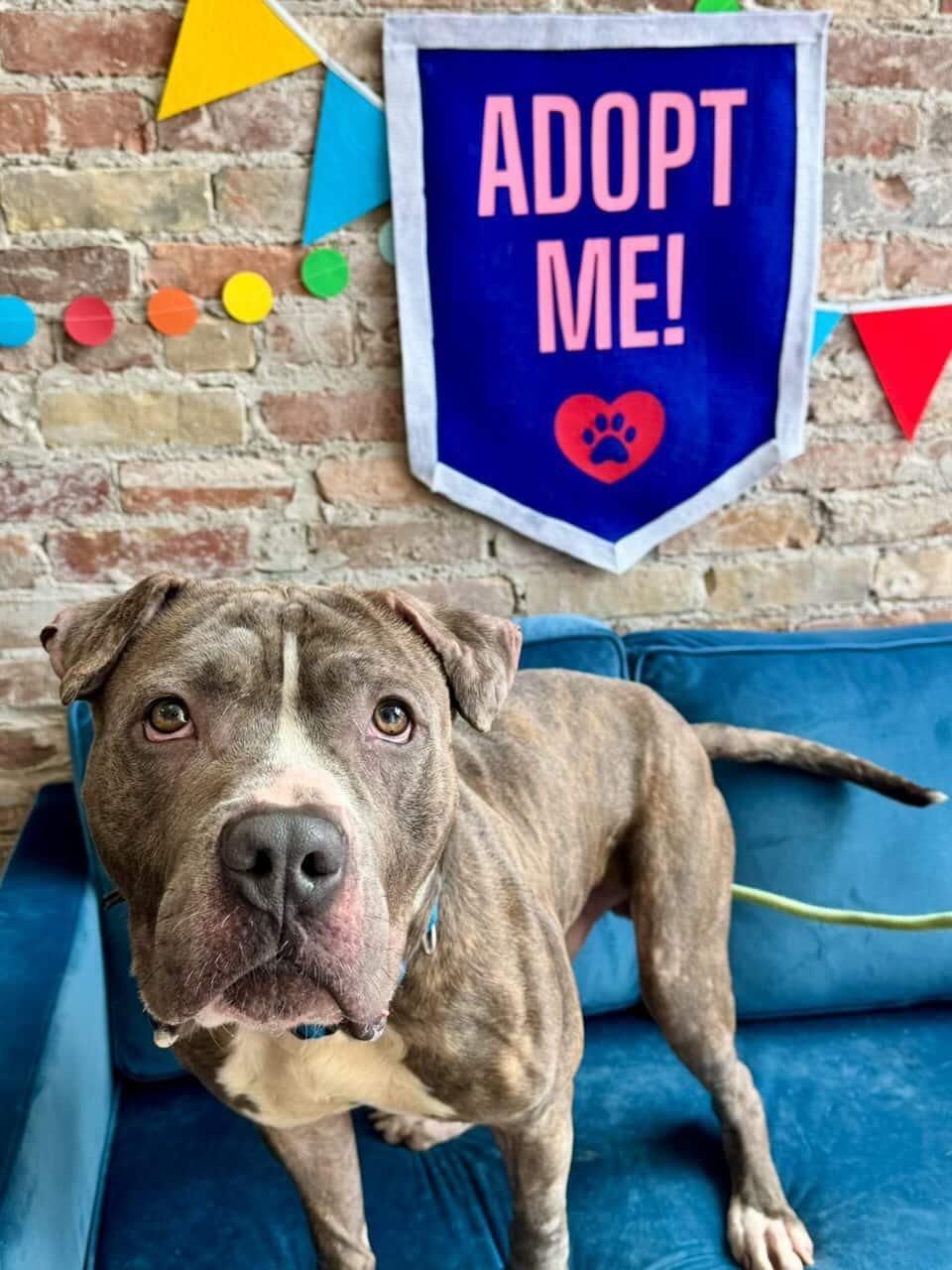 Enlarge Blarney, a ADOPTABLE mixed breed in Buffalo, NY image 4/6