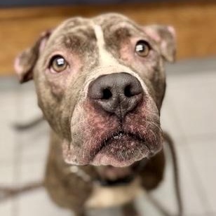 Blarney — thumbnail 6