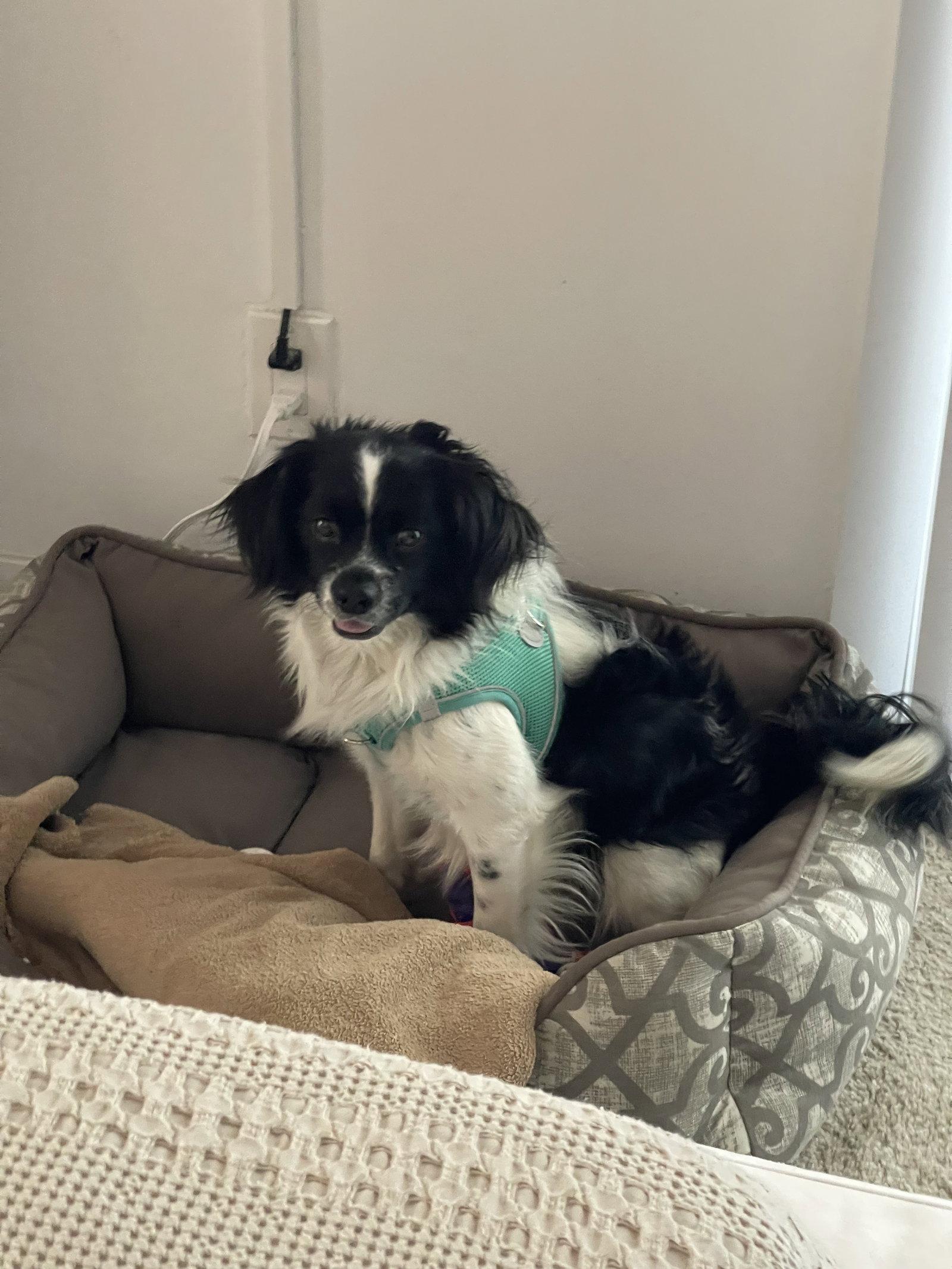 Karl Barx ( brother of Beowoof), Adoptable, Adult Male English Springer Spaniel & Cavalier King Charles Spaniel.