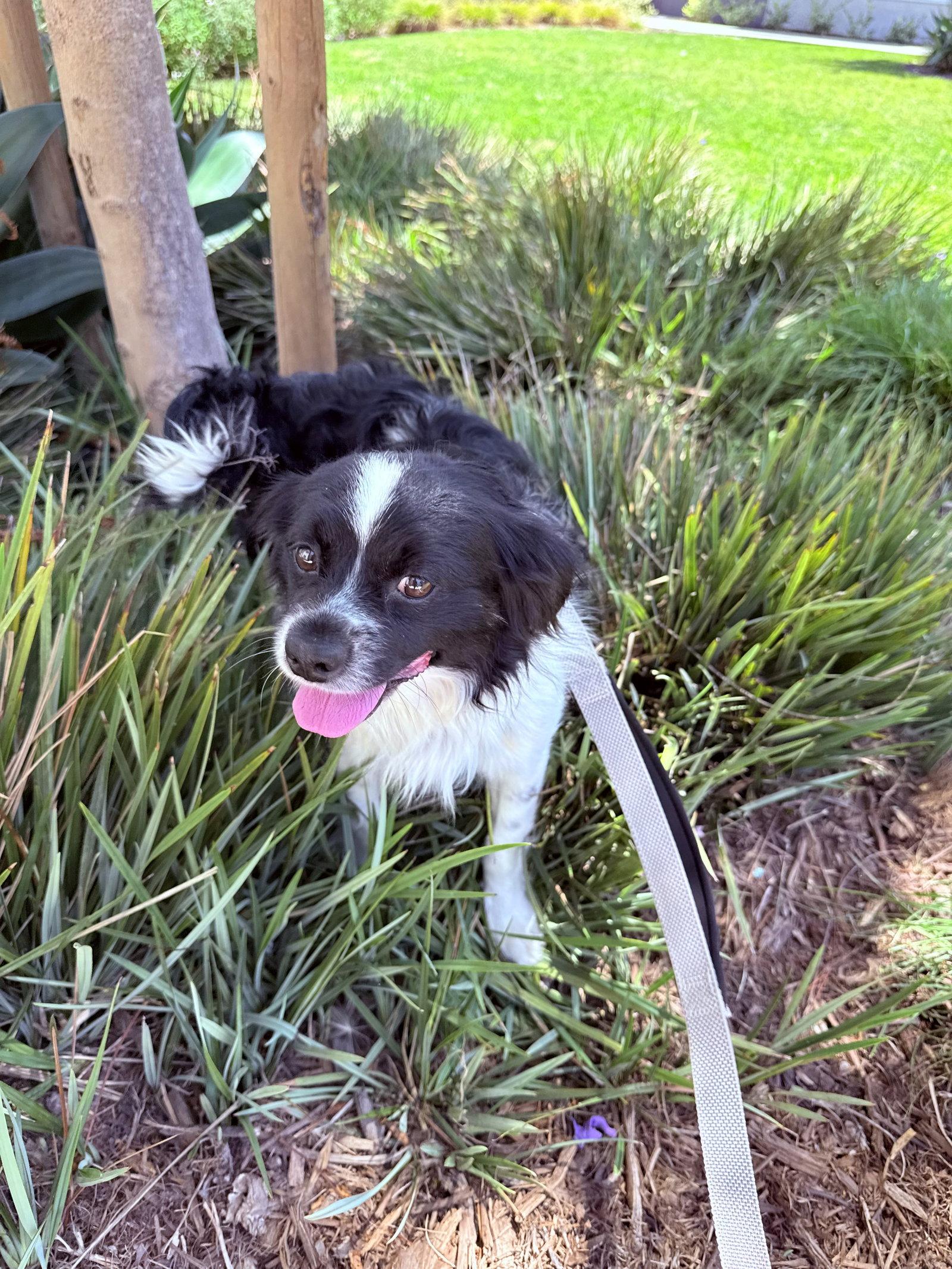 Enlarge Karl Barx ( brother of Beowoof), a Adoptable mixed breed in Capistrano Beach, CA image 2/3