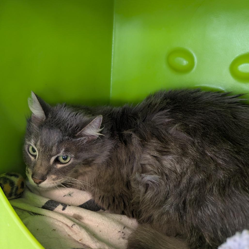 PJ, Adoptable, Senior Male Domestic Medium Hair.