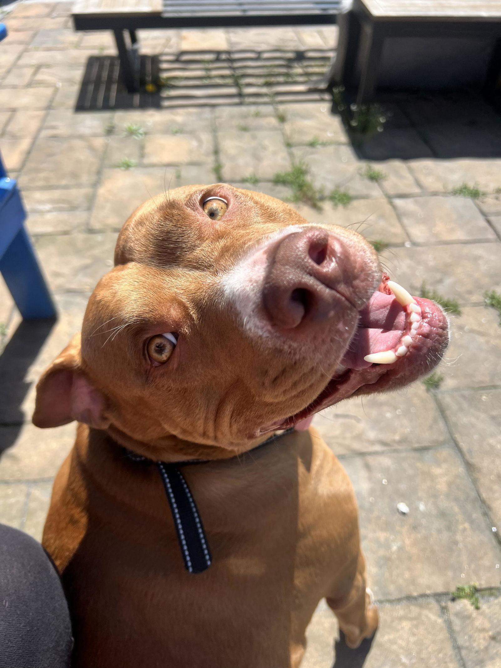 Stormi, Adoptable, Young Female Pit Bull Terrier.