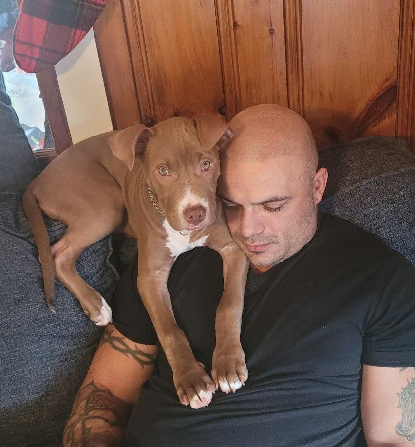 Stormi, a Adoptable Pit Bull Terrier in Oakhurst, NJ image 2/3