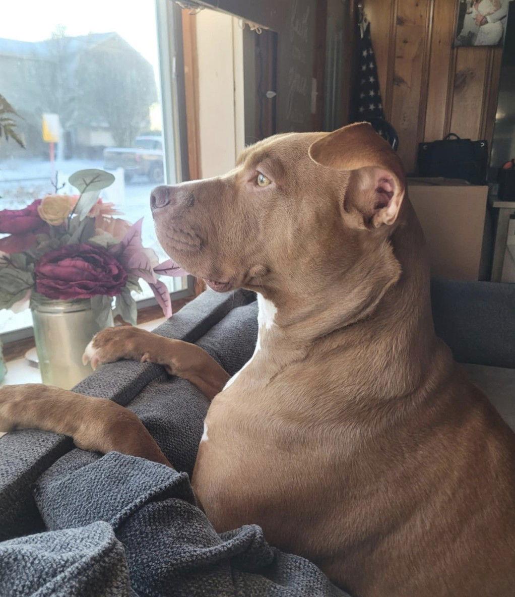 Stormi, a Adoptable Pit Bull Terrier in Oakhurst, NJ image 3/3