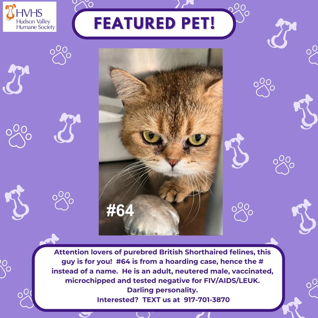 Enlarge GC 64, a Adopted British Shorthair in Pomona, NY image 1/1