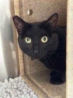 MYSTERY, Adoptable, Young Female Domestic Short Hair.