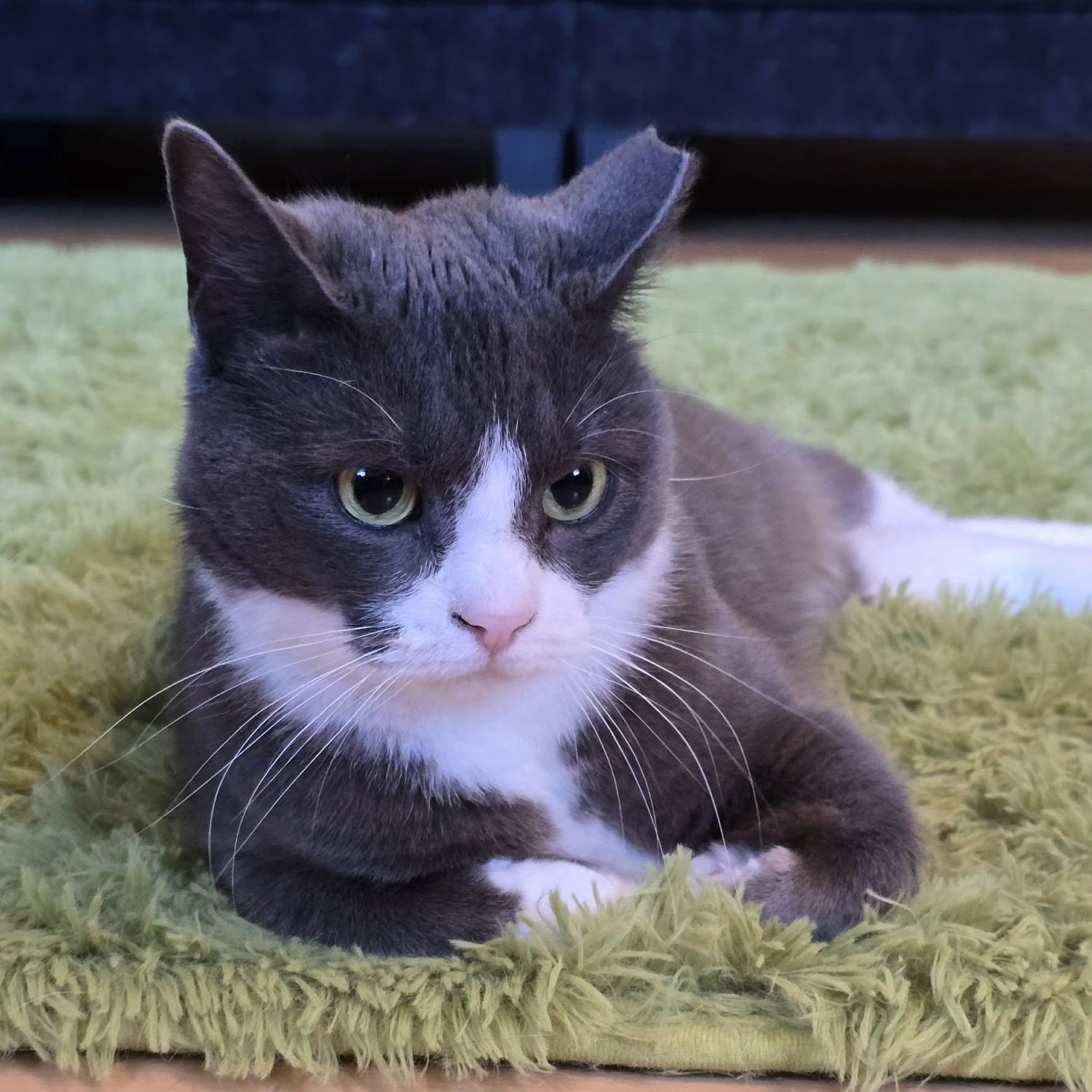 Enlarge Karen, a ADOPTABLE Domestic Short Hair in Sewell, NJ image 3/5