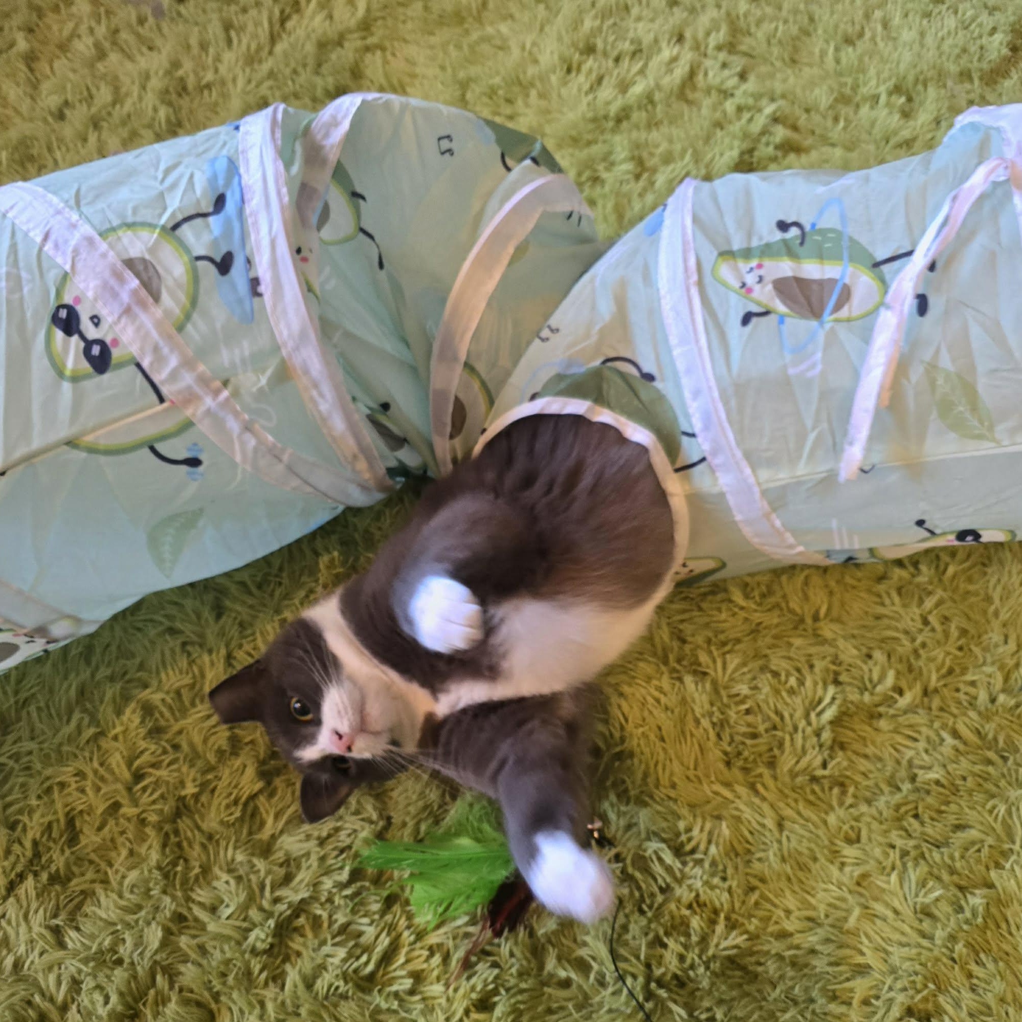 Enlarge Karen, a ADOPTABLE Domestic Short Hair in Sewell, NJ image 4/5