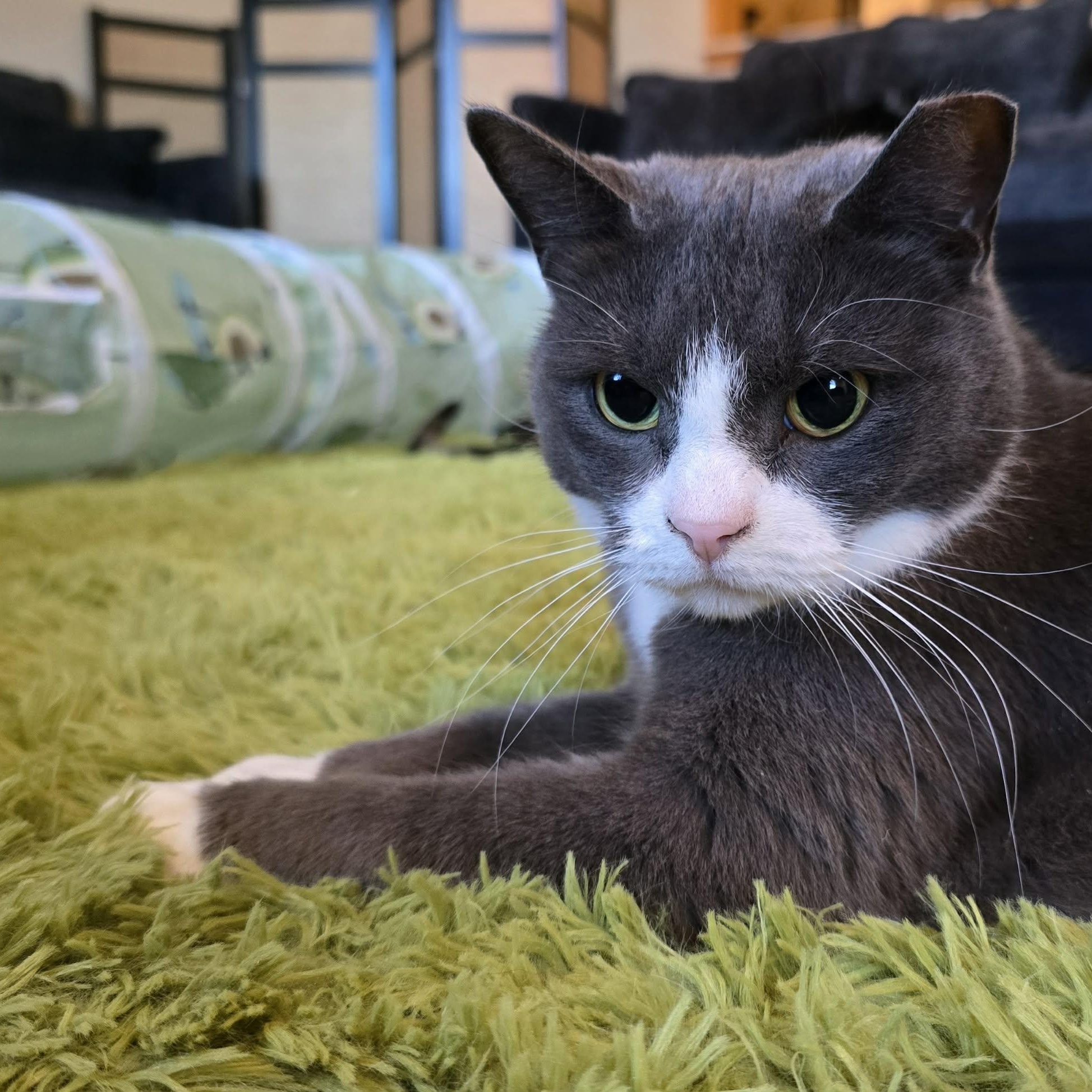 Karen, ADOPTABLE, Adult Female Domestic Short Hair.