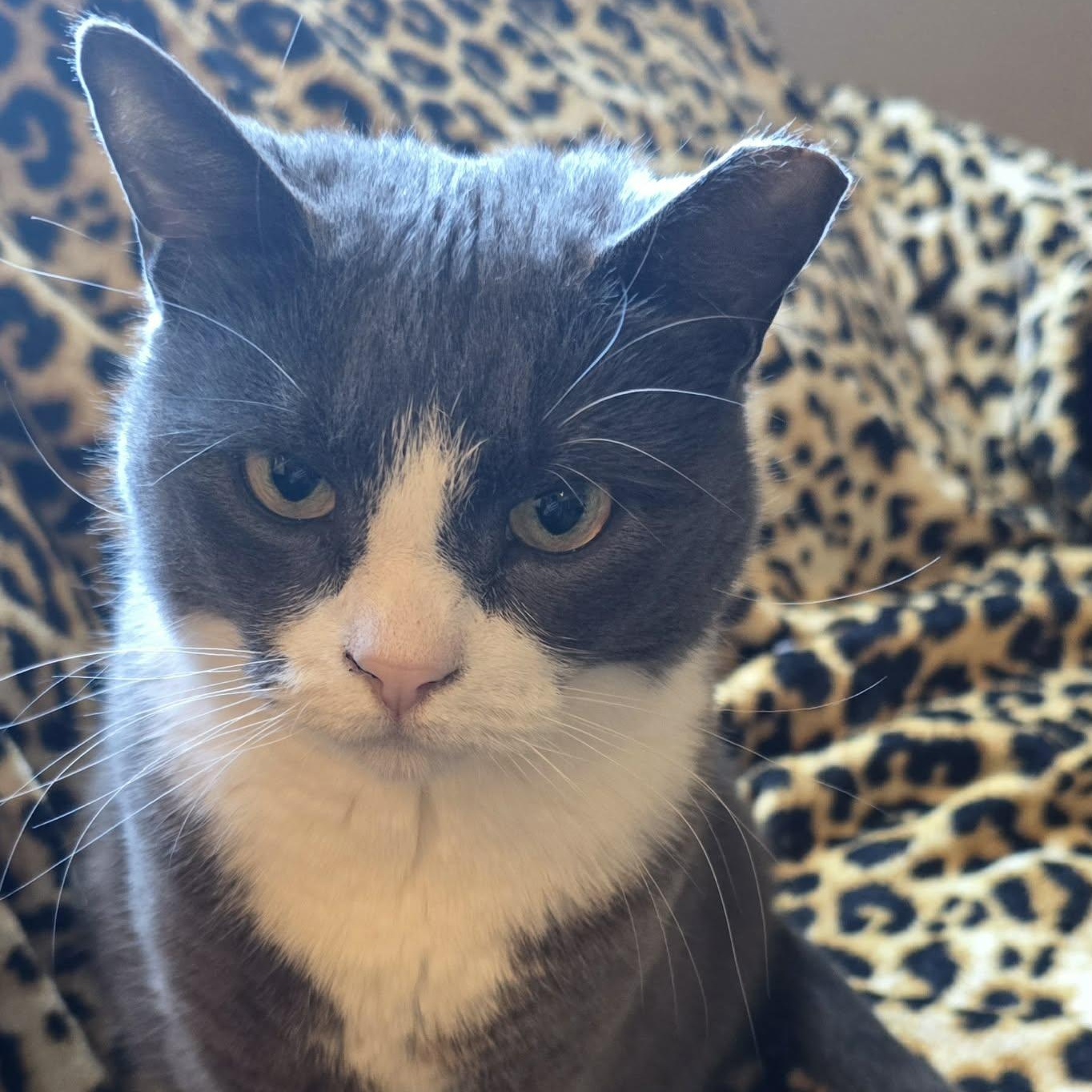 Enlarge Karen, a ADOPTABLE Domestic Short Hair in Sewell, NJ image 2/5