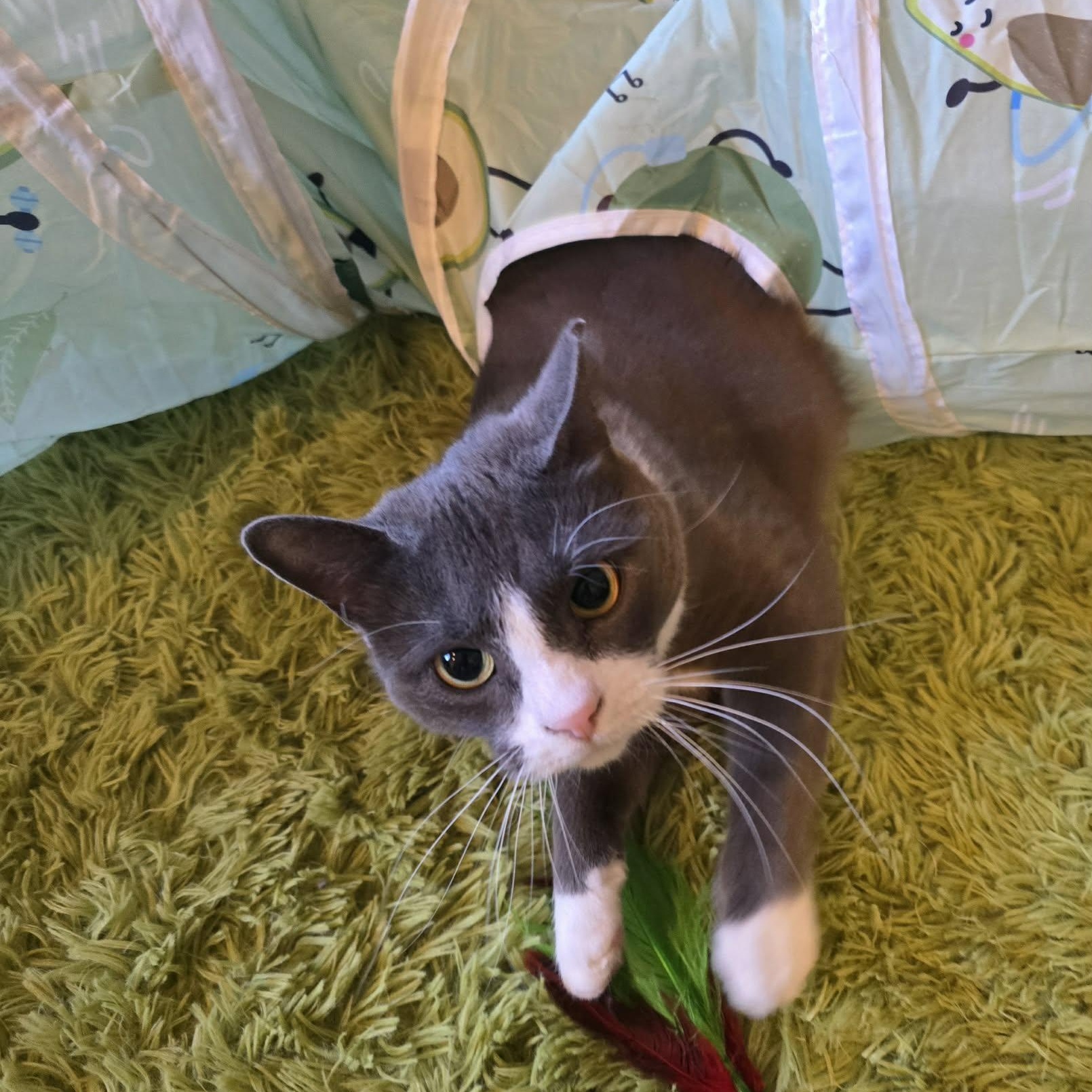 Enlarge Karen, a ADOPTABLE Domestic Short Hair in Sewell, NJ image 5/5