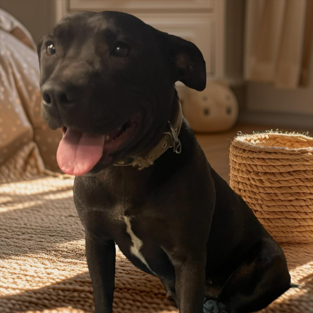 Luna, Adopted, Young Female German Shepherd Dog & Pit Bull Terrier.